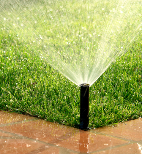 Healthy St. Augustine grass after fertilization
